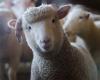 Sheep ate 300 kg of hemp in Almyros – “They jumped higher than goats”, says the owner of the crop