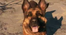 Ο πρώην επικεφαλής του Skyrim μιλά για το Fallout 5 εκτός ΗΠΑ